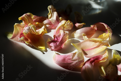 tulip petals