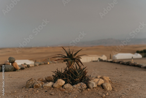 Solitary plant in the middle of a desert camp