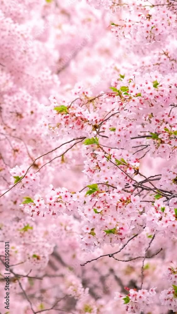 Blooming sakura cherry blossom background, South Korea Blooming sakura cherry blossom background, South Korea
