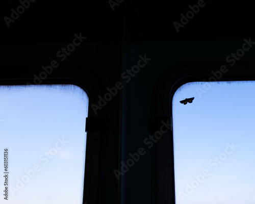 Moth on a window