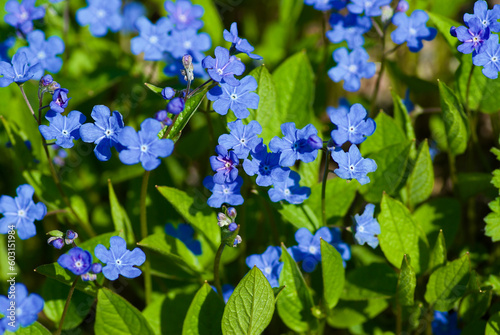 Bright blue flowers named Blue-eyed-Mary in flowerbed in spring. photo