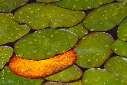 Okefenokee lilipads lilypad round raindrops Georgia film