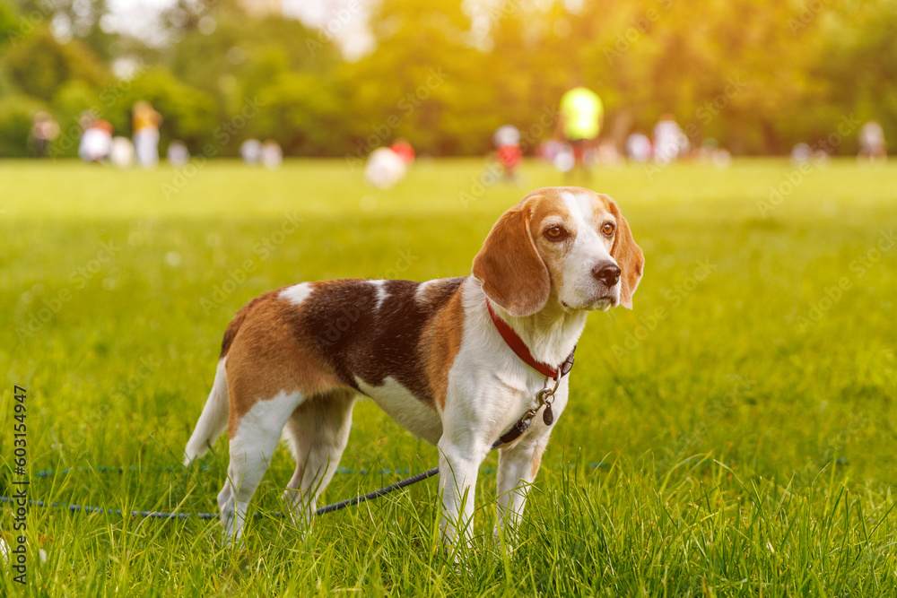 Beagle dog on the green grass in a park.