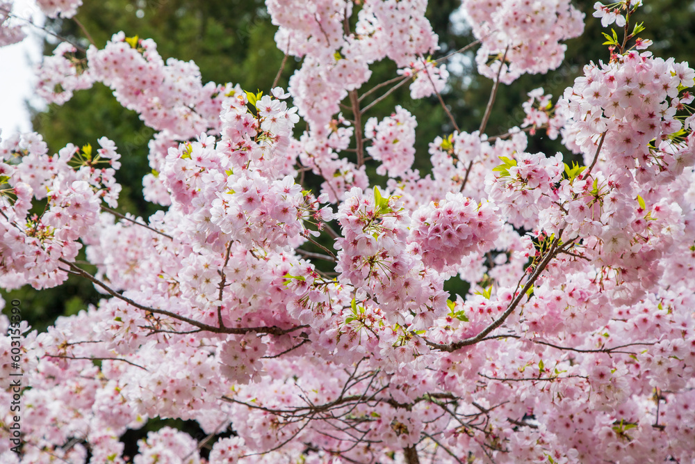 Blooming Cherry blossom trees Blooming Cherry blossom trees
