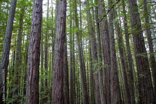 Forest of redwood trees
