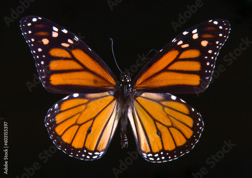 Monarch Butterfly adult insect milkweed Nymphalidae pollinator film photo
