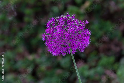flower of a thistle