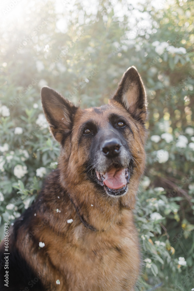 portrait of a German shepherd dog portrait of a German shepherd dog