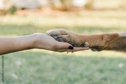 human hand holding dogs paw photo