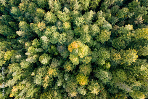 Aerial view of green pine forest with dark spruce trees. Nothern woodland scenery from above © bilanol