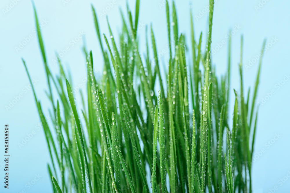 Fresh wheatgrass with water drops on blue background Fresh wheatgrass with water drops on blue background