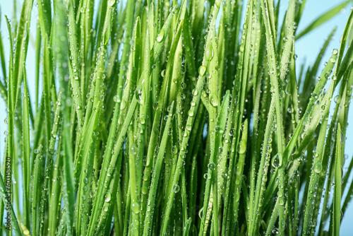 Fresh wheatgrass with water drops on blue background