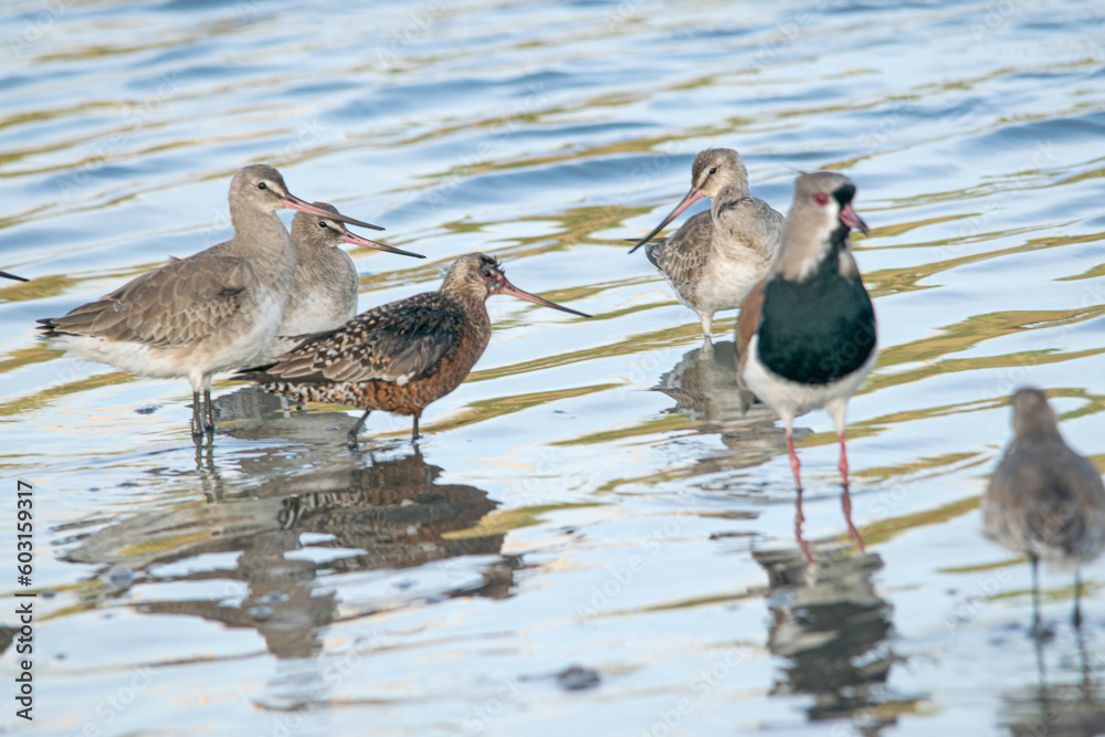Fototapeta premium Godwit fishing in the blue lake