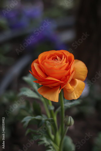 orange flower in the garden