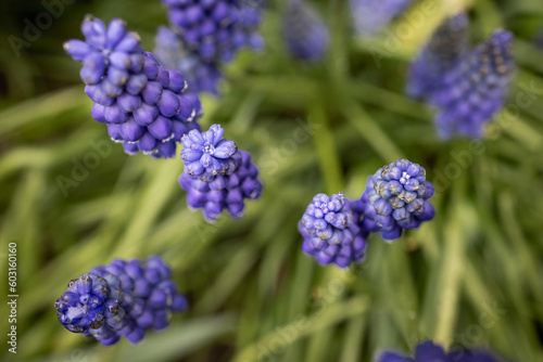 close up of blue hyacinthin Eastern Europe Ukraine Hungary