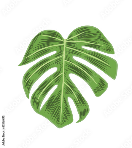 Green Adam's Rib Leaf. Beautiful Monstera leaf with hatch lines. Vector Illustration isolated on transparent background. 