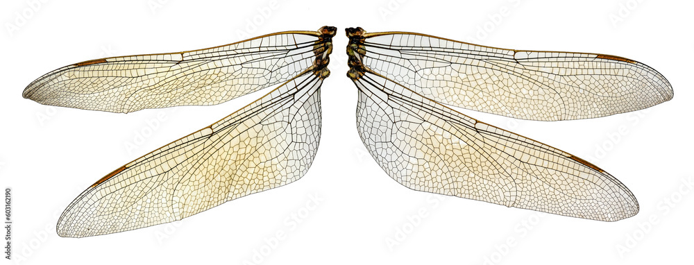 The two dragonfly wings - obrazy, fototapety, plakaty 