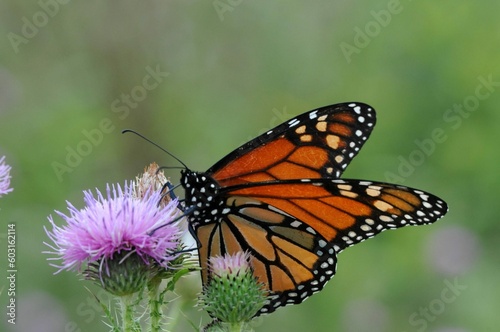 Borboleta monarca + planta photo