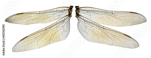 The two dragonfly wings photo