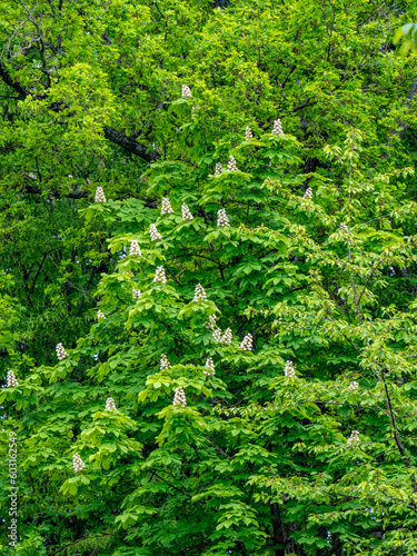 Kastanienbaum im Frühjahr © focus finder