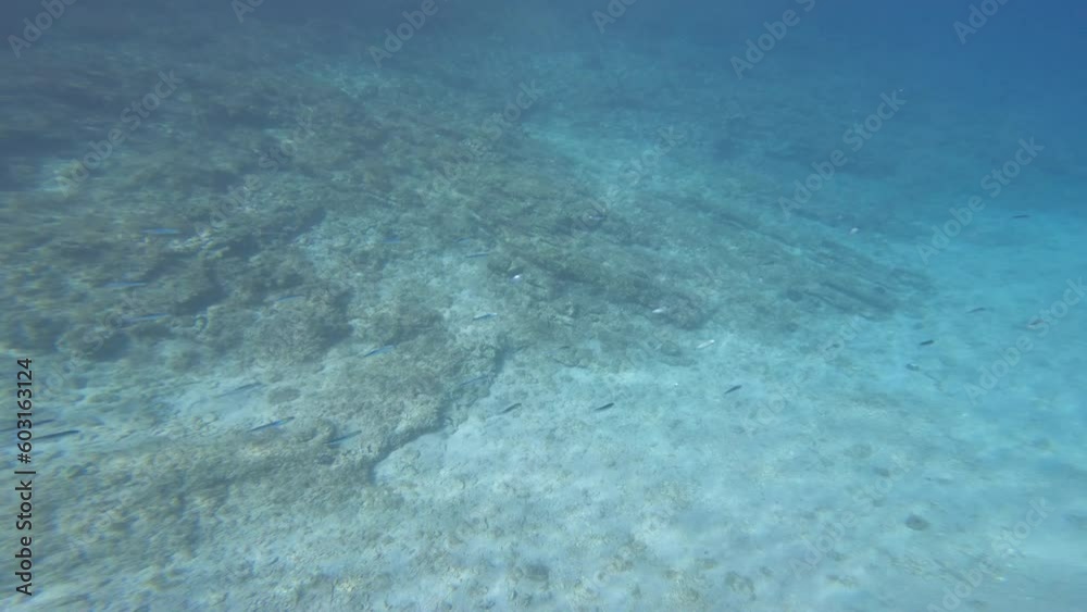 UNDERWATER: School of small fish swimming near a reef in clear blue Adriatic sea. Pristine habitat for marine wildlife below the surface of seawater. Wonderful view of the shimmering shoal of fish UNDERWATER: School of small fish swimming near a reef in clear blue Adriatic sea. Pristine habitat for marine wildlife below the surface of seawater. Wonderful view of the shimmering shoal of fish