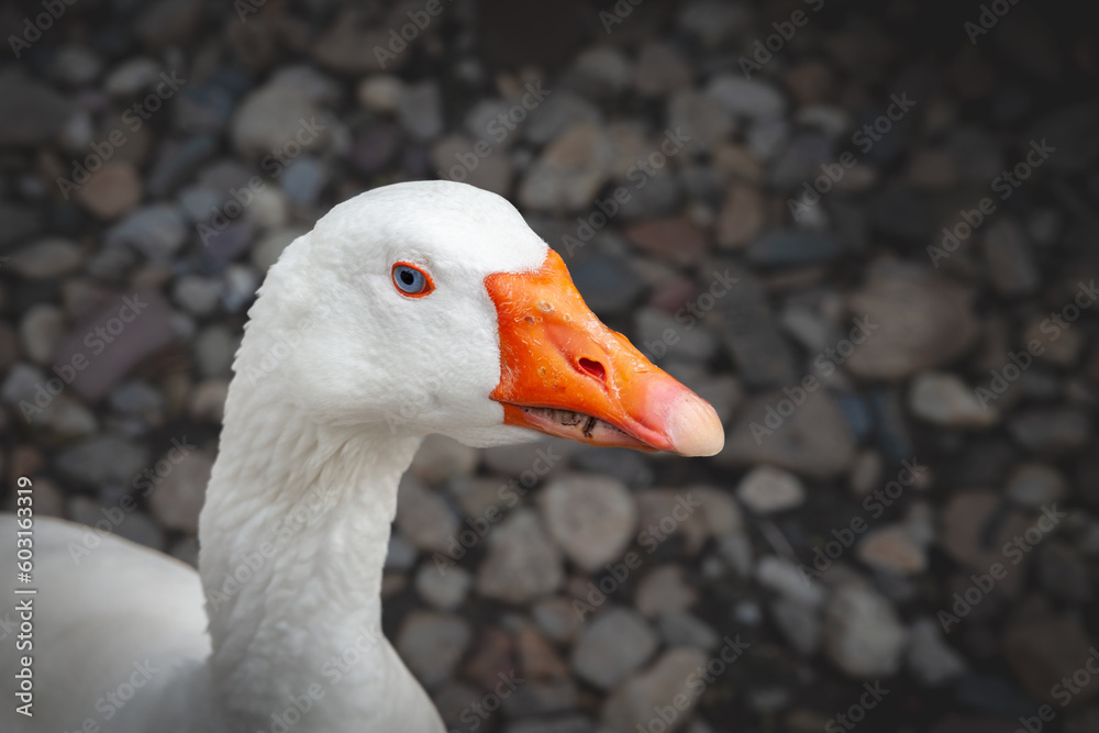 Selective blur on the head of a goose, white, staring angry with blue eyes, ready to attack belonging to the family of domestic goose. These are common geese, a symbol of the anser domesticus family.