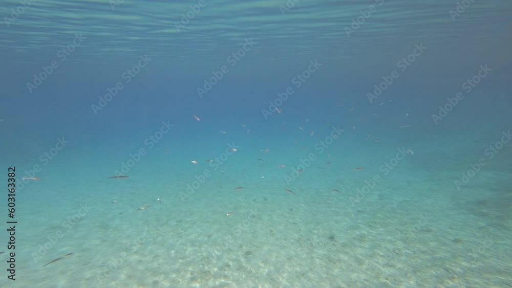 UNDERWATER: Shoal of fish shimmering in crystal clear blue water of Adriatic Sea. Pristine habitat for marine wildlife below the surface of seawater. Small school of fish in their natural environment UNDERWATER: Shoal of fish shimmering in crystal clear blue water of Adriatic Sea. Pristine habitat for marine wildlife below the surface of seawater. Small school of fish in their natural environment