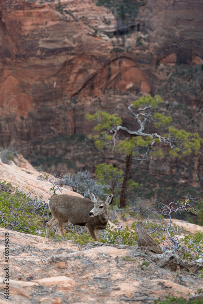 Wild deer on a mountain spotted in Zion National Park in Utah Wild deer on a mountain spotted in Zion National Park in Utah