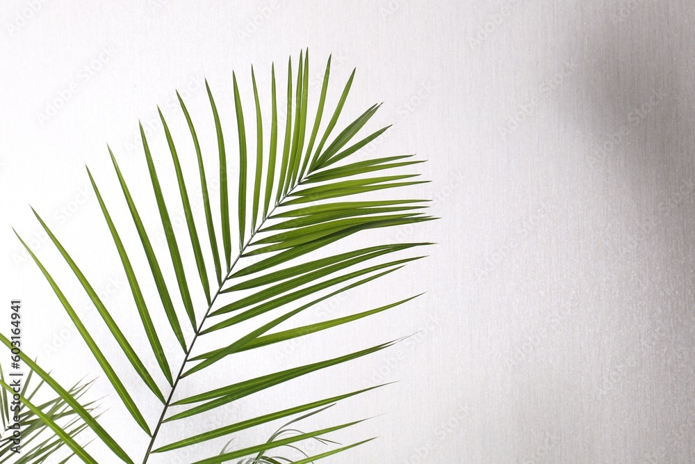 Fototapeta premium Green beautiful tropical leaf against white wall. Space for text