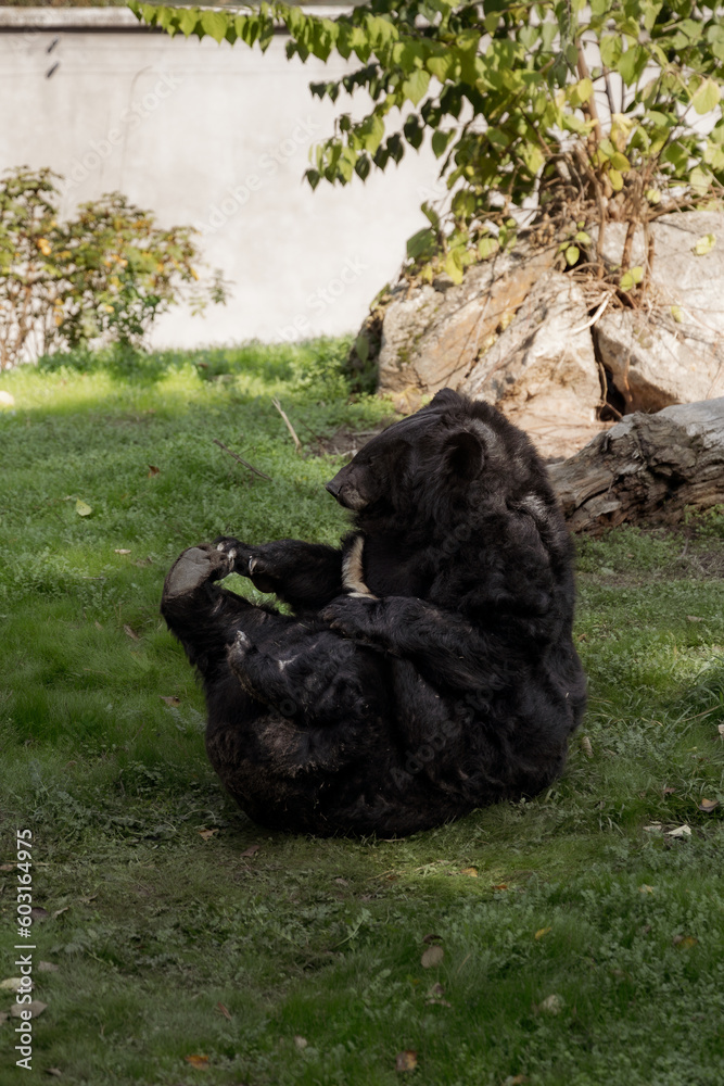 Fototapeta premium black bear in the grass in the zoo