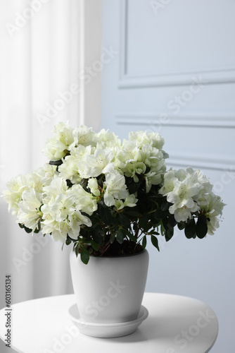 Beautiful azalea flowers in pot on white table indoors