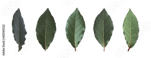 Collage with fresh bay leaves on white background © New Africa