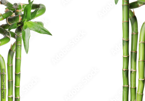 Collage with green bamboo stems on white background