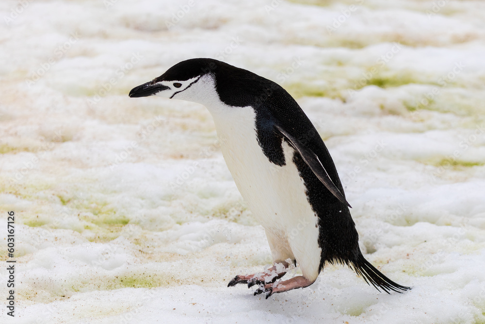 Obraz premium Chinstrap Penguins (Pygoscelis antarcticus) in Antarctica