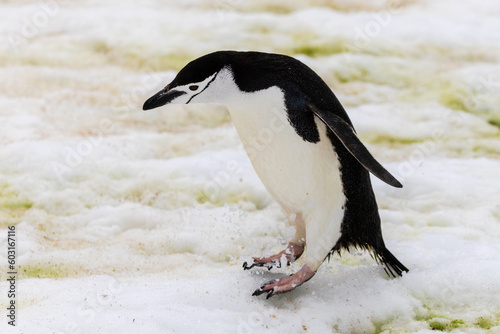 Chinstrap Penguins  Pygoscelis antarcticus  in Antarctica