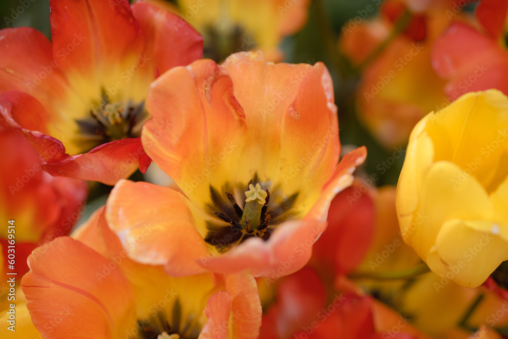 orange flowers close up in Boise Idaho orange flowers close up in Boise Idaho