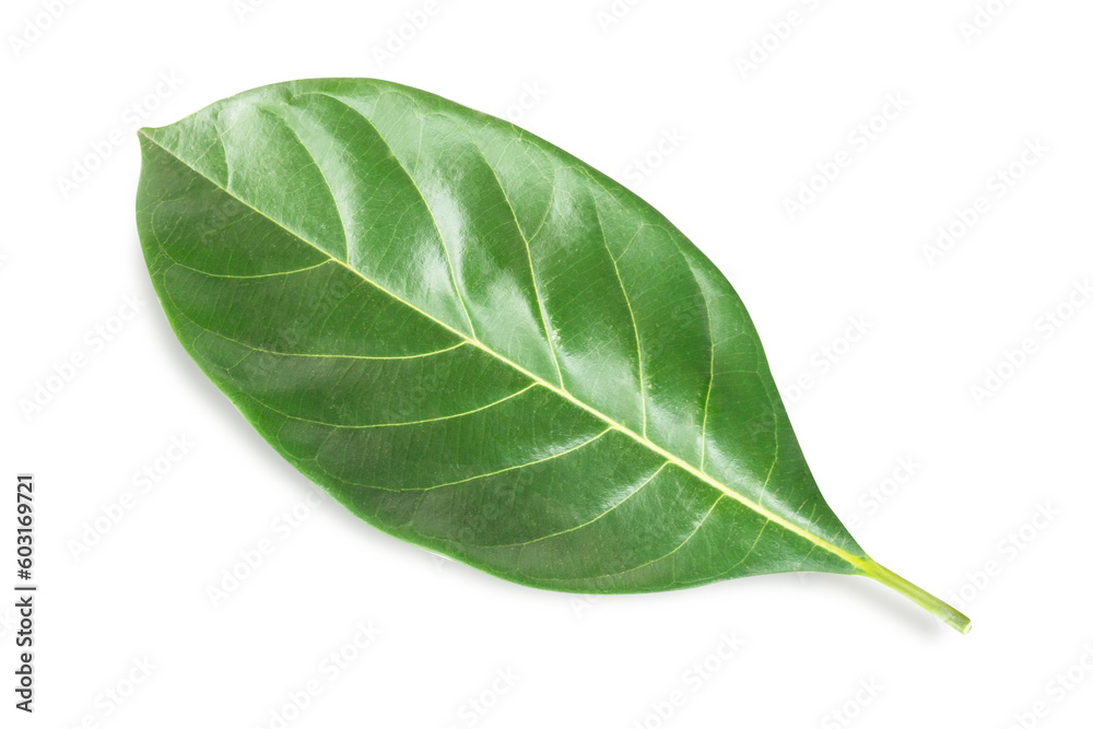 Obraz premium Closeup leaf jackfruit with isolated on white background