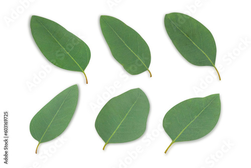 Set of branch and leaves eucalyptus on white background