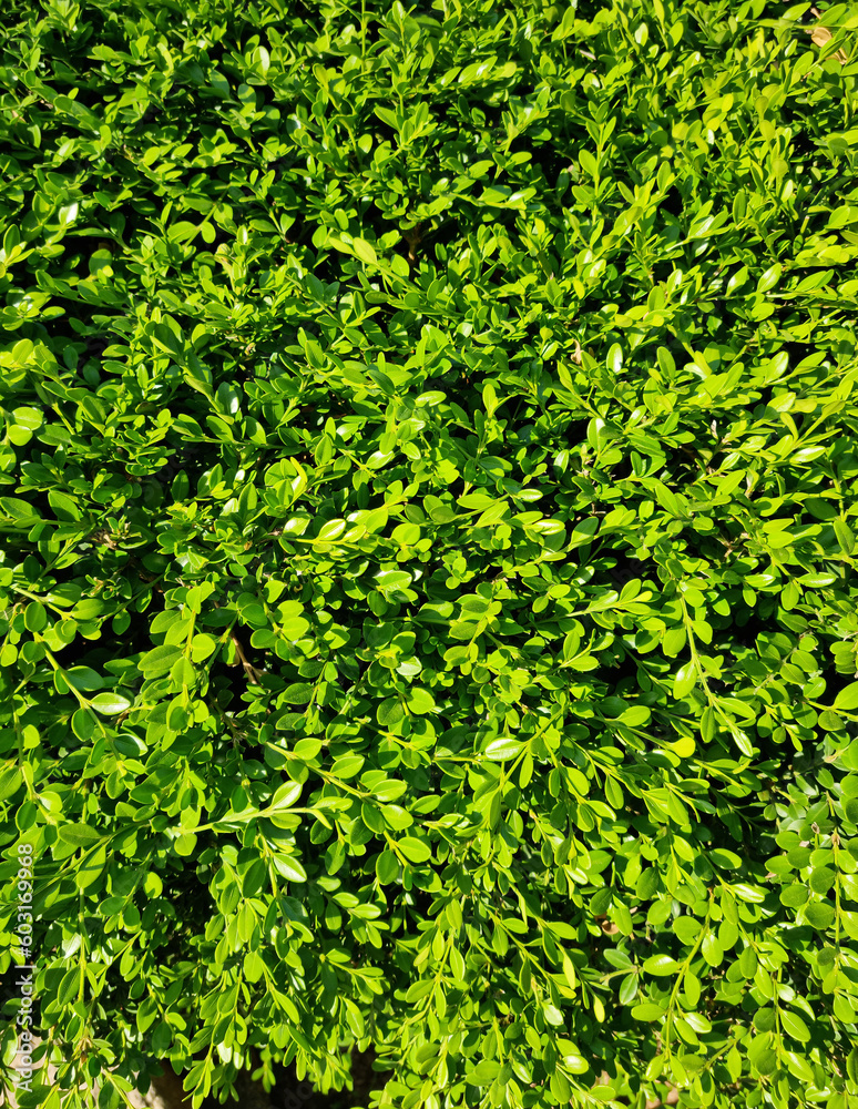 Close up of buxus microphylla.