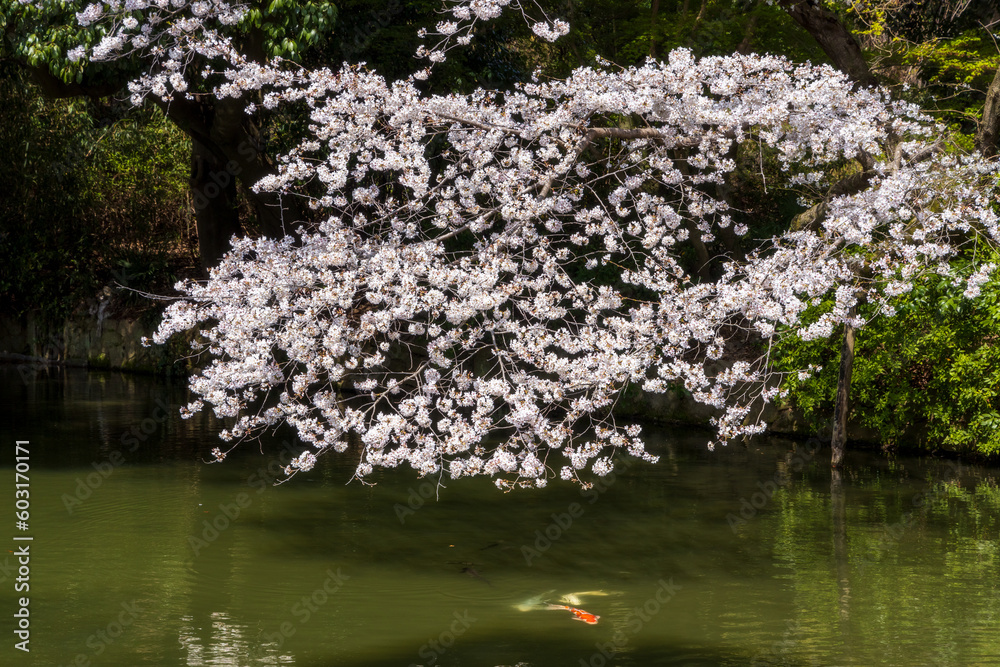 Ritsurin Garden in Takamatsu City, Kagawa Prefecture, Japan, one of the most famous Japanese historical gardens. Ritsurin Garden in Takamatsu City, Kagawa Prefecture, Japan, one of the most famous Japanese historical gardens.