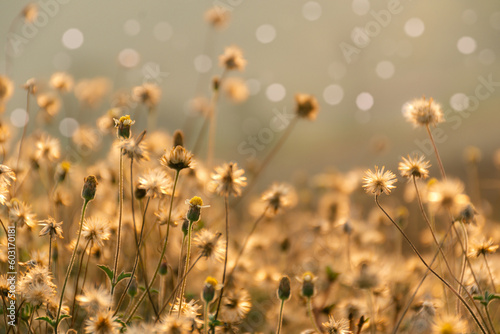 Beautiful sunrise abstract spring background or summer with meadows in bright sunshine and golden bokeh.For text and advertising.