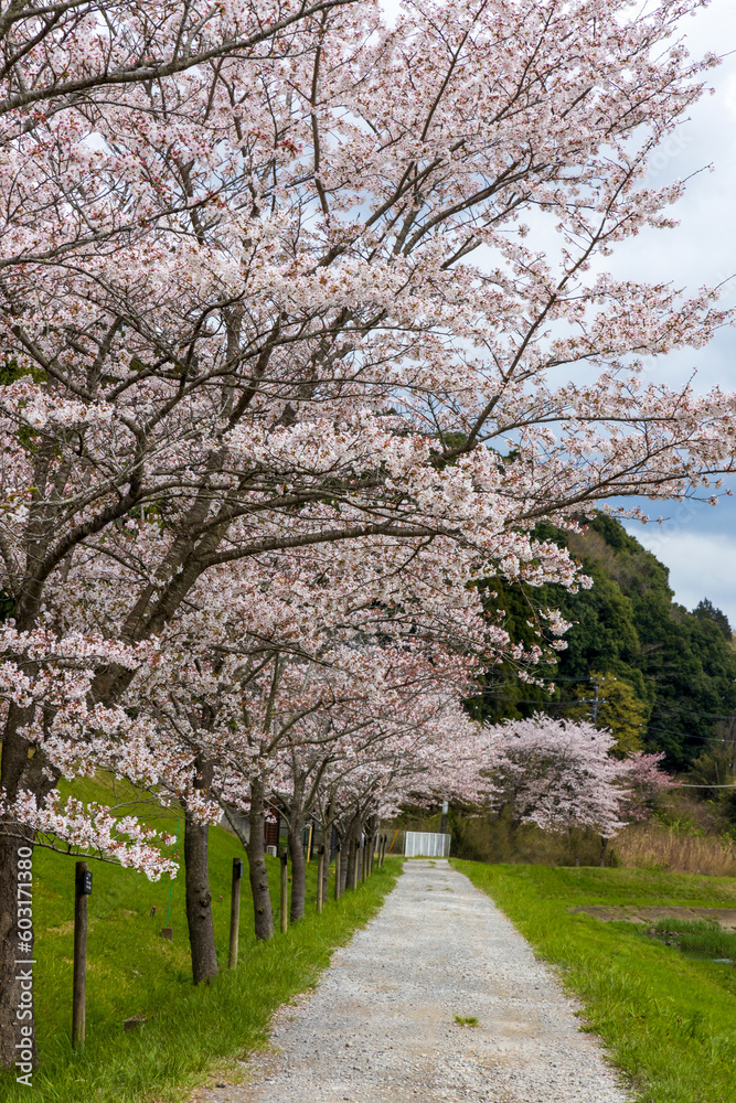 Beautiful Sakura blossoms during the spring season in the park. Narita, Japan