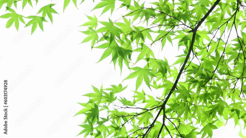 風に揺れる新緑のカエデのクローズアップ