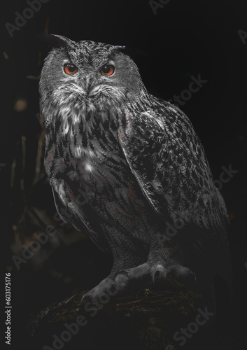Owl dark mood