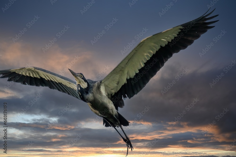 Obraz premium A black-headed heron coming in for a landing in a rookery tree, Kenya, Africa.