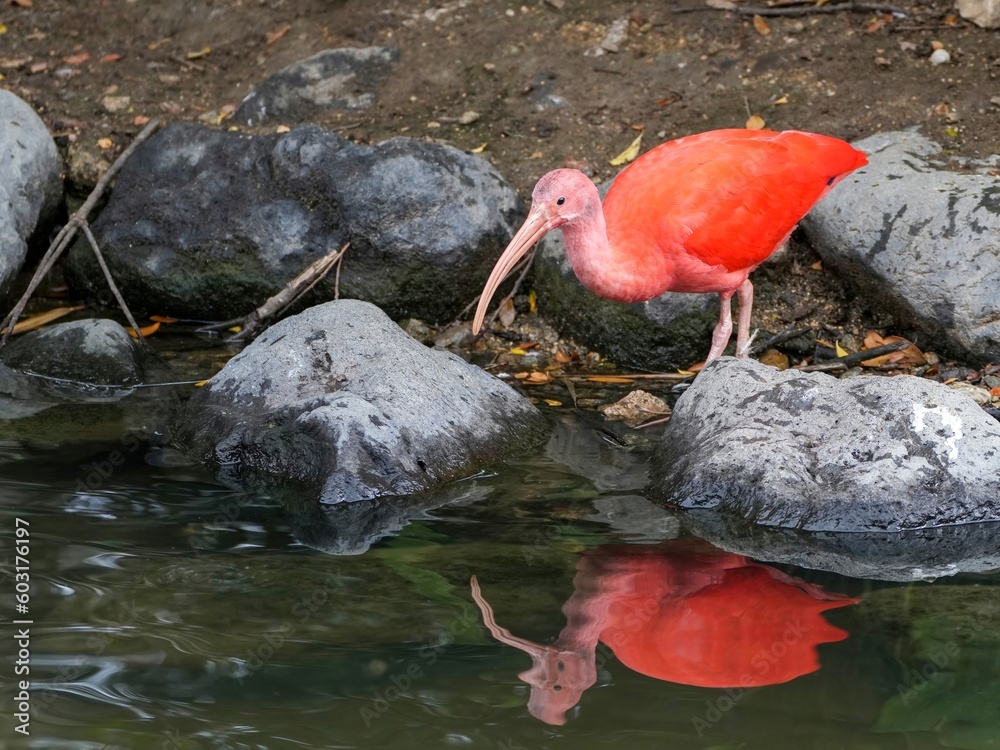 Naklejka premium 真剣に獲物を狙うショウジョウトキ