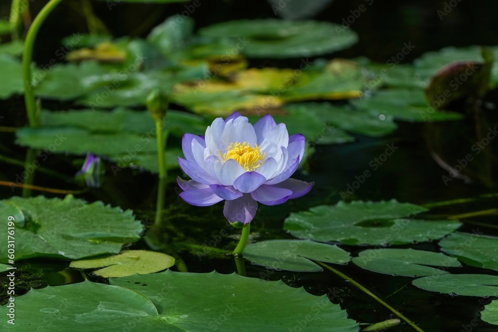 満開の薄紫の睡蓮の花 満開の薄紫の睡蓮の花