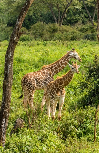 Photography Two giraffes in the Masai Mara National Reserve in south west Kenya