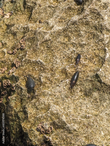 Intriguing Arthropods of Baja California's Beaches photo