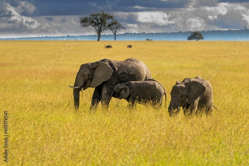 A female african elephant on the Masaai Mara savannah with her baby calves and acacia trees, Kenya. photo